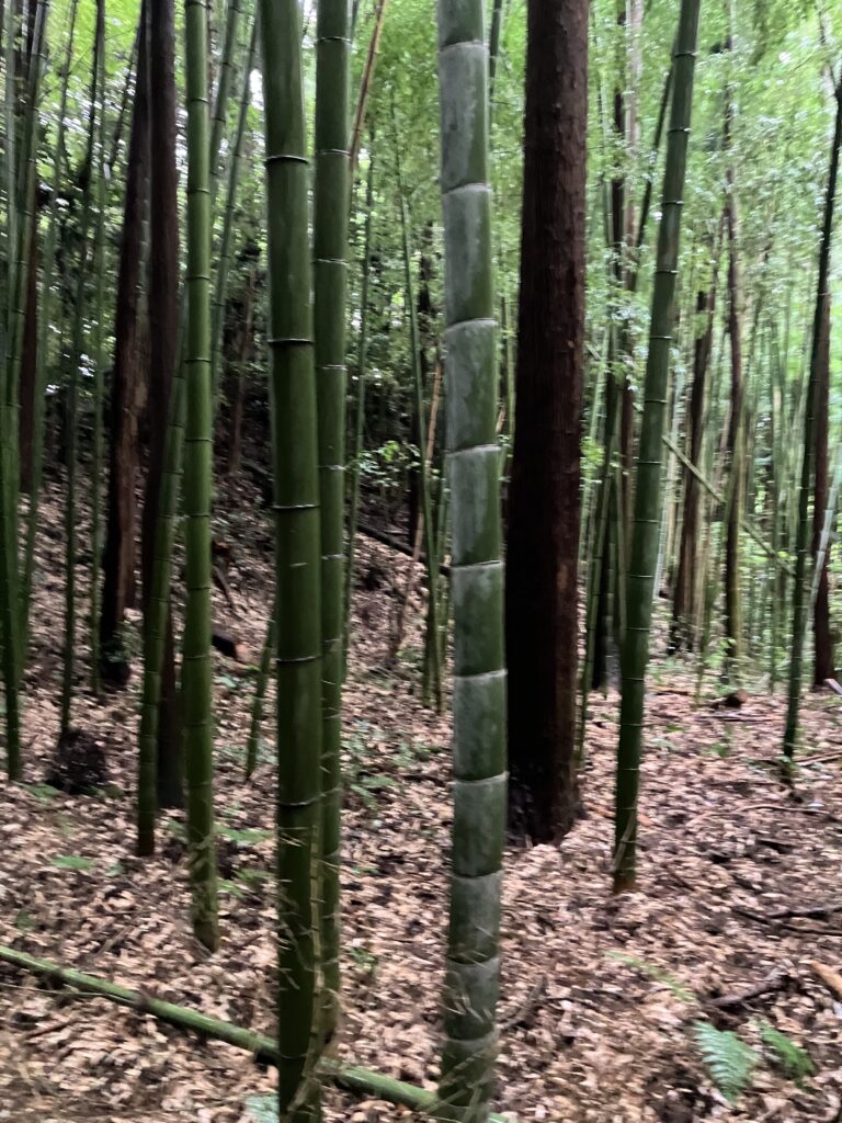 Img 0367